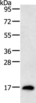 RAMP1 Antibody in Western Blot (WB)
