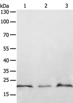 PTP4A2 Antibody in Western Blot (WB)
