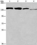 RAD54L2 Antibody in Western Blot (WB)