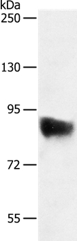 SEMA3G Polyclonal Antibody