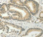 SPIN4 Antibody in Immunohistochemistry (Paraffin) (IHC (P))
