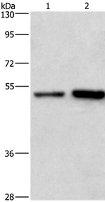 Synaptotagmin 4 Antibody in Western Blot (WB)