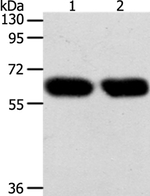 Synaptotagmin 7 Antibody in Western Blot (WB)