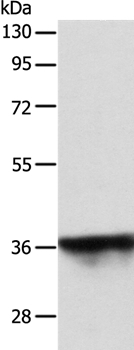 SPATA2L Antibody in Western Blot (WB)