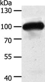 MAP4K3 Antibody in Western Blot (WB)