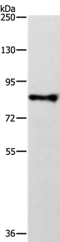 TRAF3IP1 Antibody in Western Blot (WB)