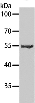 SPATA6 Antibody in Western Blot (WB)