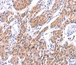 Unc18-2 Polyclonal Antibody
