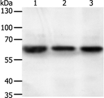 Unc18-2 Antibody in Western Blot (WB)