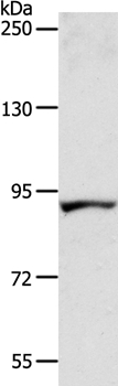 ACAD11 Antibody in Western Blot (WB)