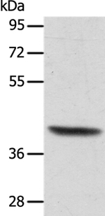 ACTRT1 Antibody in Western Blot (WB)