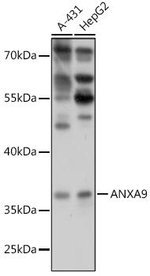 Annexin A9 Polyclonal Antibody