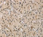 NAPSA Polyclonal Antibody