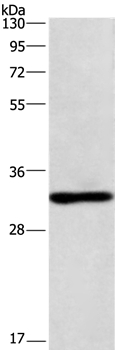 NAPSA Antibody in Western Blot (WB)