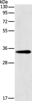 GNMT Polyclonal Antibody