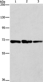 FARSB Antibody in Western Blot (WB)