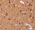 ART5 Antibody in Immunohistochemistry (Paraffin) (IHC (P))