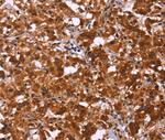 ART5 Antibody in Immunohistochemistry (Paraffin) (IHC (P))