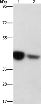 IDH3B Antibody in Western Blot (WB)