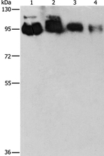 EPS15R Antibody in Western Blot (WB)
