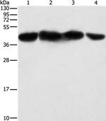 PGK2 Antibody in Western Blot (WB)