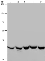 YARS2 Antibody in Western Blot (WB)