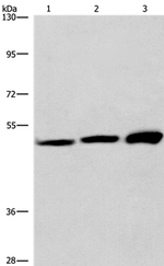 VWA5A Antibody in Western Blot (WB)