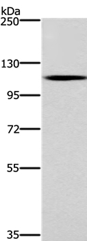 CARD14 Antibody in Western Blot (WB)