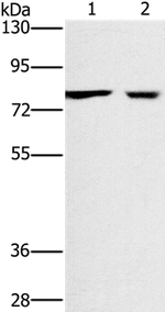 CASC3 Antibody in Western Blot (WB)