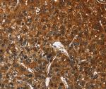 CATSPER4 Antibody in Immunohistochemistry (Paraffin) (IHC (P))