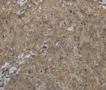 CLPS Antibody in Immunohistochemistry (Paraffin) (IHC (P))