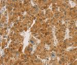 Carboxypeptidase A2 Polyclonal Antibody