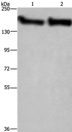 CYFIP2 Antibody in Western Blot (WB)