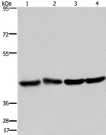 DRG1 Antibody in Western Blot (WB)