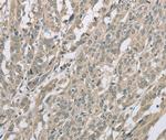 EDA2R Antibody in Immunohistochemistry (Paraffin) (IHC (P))