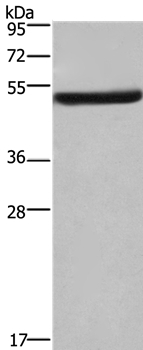 eIF3f Antibody in Western Blot (WB)