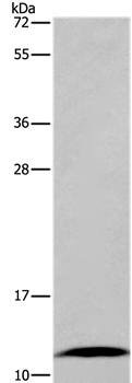 FABP6 Antibody in Western Blot (WB)