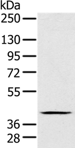 FAIM3 Antibody in Western Blot (WB)