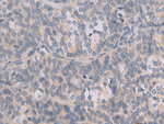 FAR2 Antibody in Immunohistochemistry (Paraffin) (IHC (P))