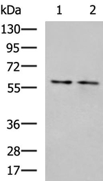 FAR2 Antibody in Western Blot (WB)