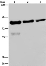 FASTKD2 Antibody in Western Blot (WB)