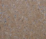 GNG2 Polyclonal Antibody