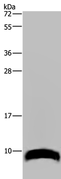 GNG2 Antibody in Western Blot (WB)