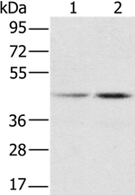 RBMX Antibody in Western Blot (WB)