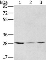 HSD17B12 Antibody in Western Blot (WB)