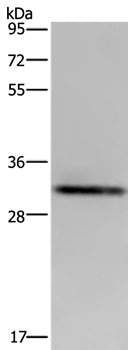 ICAM-4 Antibody in Western Blot (WB)