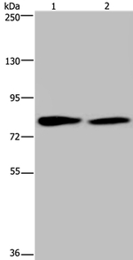 TXLNA Antibody in Western Blot (WB)