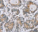 Importin 13 Antibody in Immunohistochemistry (Paraffin) (IHC (P))
