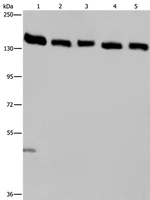 Importin 4 Antibody in Western Blot (WB)