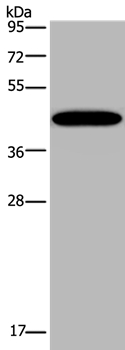 KCNK13 Antibody in Western Blot (WB)